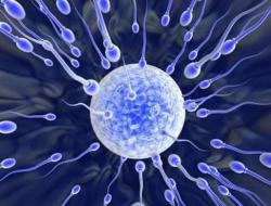 Где образуются сперматозоиды — этапы эволюции
